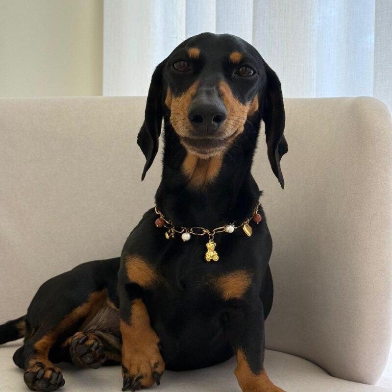 Colar para Cães